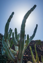 green cactus in  sunshine against a sky