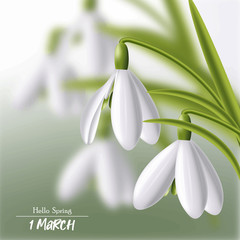 Hello spring, 1 march snowdrop realistic spring symbol vector illustration