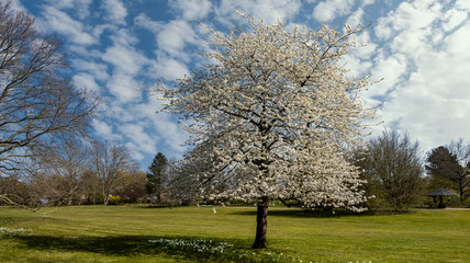 Obraz premium Baumblüte