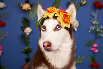 Young husky posing. Cute playful white and brown dog looks happy, isolated in background with fixed flowers on wall empty space for inserting text and advertising. pet sits on floor, looking at camera