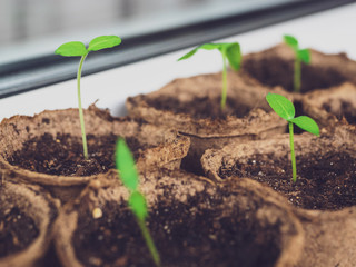 Breeding plants at home. Many young seedlings in close-up. Background for websites about gardening. The concept of gardening and growing plants. Bright green sprouts on the background of pots