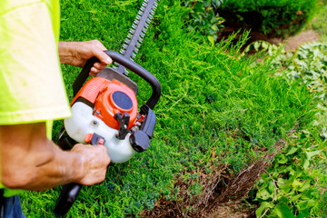 Pruning of trees with gardener in pruning trees with trimmer