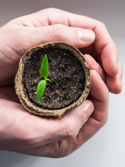 The gardener holds a young plant in his hands . A fragile plant in a man 's hands. From the seed...