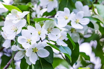 Fresh Apple tree spring blossom - white flowers and leaves on garden bokeh, spring background.