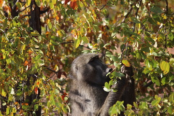 Baboon grazing