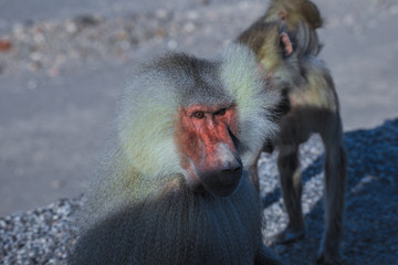 Hamadryas baboon Family on the Road to Lake Assal, Djibouti