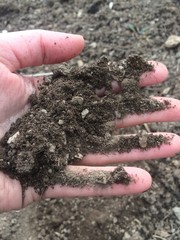 gray soil is scattered in the palm of a white person