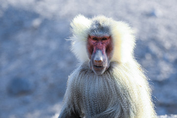 Hamadryas baboon Family on the Road to Lake Assal, Djibouti