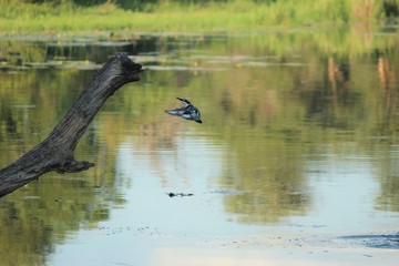 Kingfisher attempting a catch