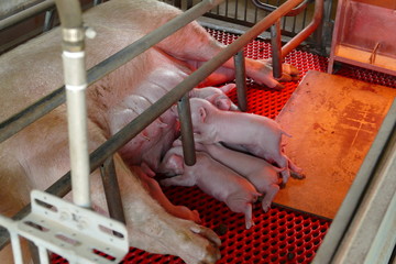 子豚 岐阜市 畜産センター