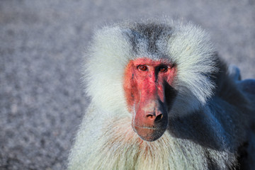 Close up face of the Hamadryas baboon on the Road, Djibouti