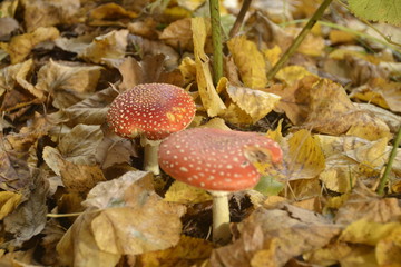 Toadstool in fallen brown leaves