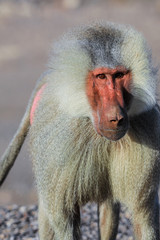 Close up face of the Hamadryas baboon on the Road, Djibouti
