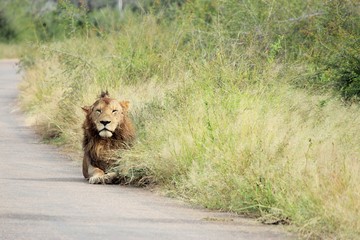 Lion in the road