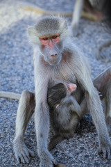 Hamadryas baboon Family on the Road to Lake Assal, Djibouti