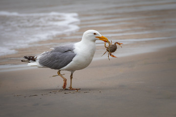A herring gull parades its catch on the beach