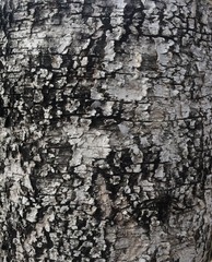 black and white texture background of birch bark