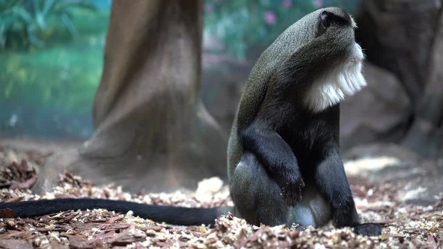 Brazza the monkey sits on the ground and looks at the camera, then looks away, gets up and walks out of the frame, close-up
