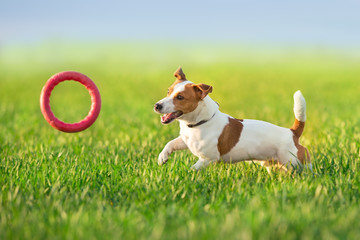 Jack russel terrier run on green spring field - obrazy, fototapety, plakaty