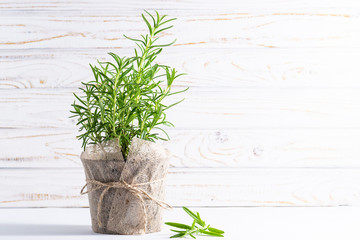 Fresh aromatic rosemary in a pot on white wooden background with copy space for your text. Spices in a pot. Home gardening concept.