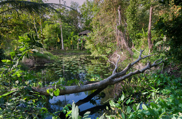 Green forest with small lake, fallen trees and bamboo village hut in distance. Natural landscape of Southeast Asia