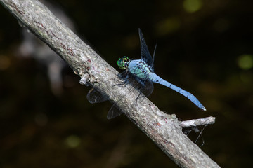 A blue dasher dragonfly rests on a small branch next to Scotts Run Lake