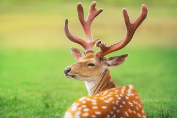 Beautiful deer portrait on spring meadow with big horns