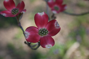 Red Dogwood 2020 I