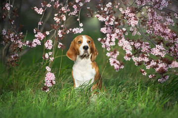 Beagle dog in pink sakura flowers