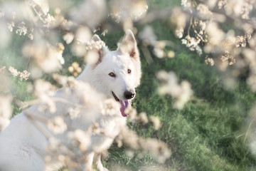 White Swiss Shepherd Dog in spring blossom garden