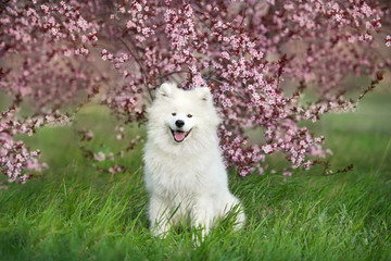  Samoyed dog in pink sakura flowers