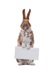 cute rabbit with mail envelope isolated on white background
