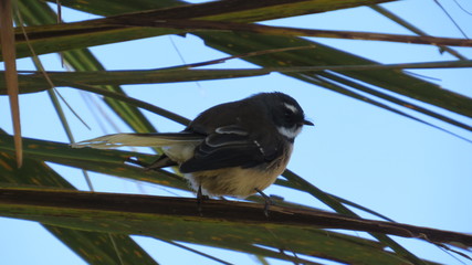 Neuseelandfächerschwanz New Zealnd Fan Tail
