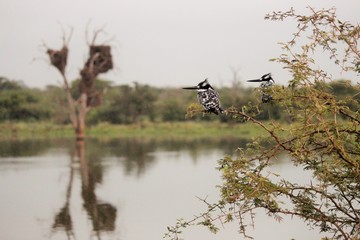 kingfishers overlooking the dam