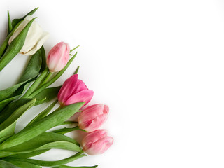 Several pink tulips on a white background isolate, banner with copy space