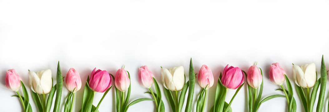 A row of pink and white tulips on a white background. Banner with copy space.