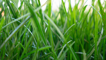 Fresh green grass - close up.