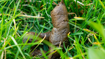 Animal poop in green grass.