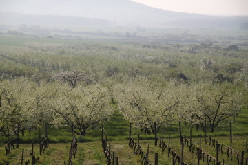 Fototapeta na wymiar Mirabelle plums orchard flowering trees during springtime