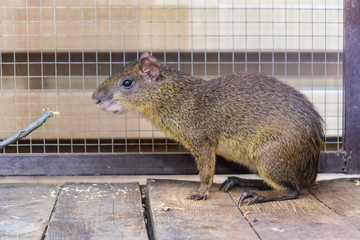 the olive agouti sits and watches the photographer closely. the animal