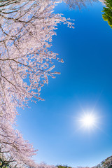静岡県富士市岩本山公園の桜