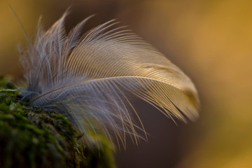 
feather of a bird lies on green moss