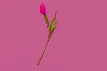 Pink tulip flower on pink background. Flat lay, top view