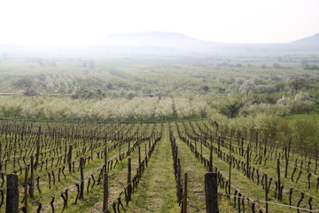 Fototapeta premium Mirabelle plums orchard flowering trees during springtime