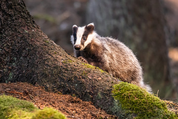 The Forest Badger (Meles Meles) in its typical drenching. The badger is a beast of the weasel...