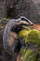The Forest Badger (Meles Meles) in its typical drenching. The badger is a beast of the weasel family.