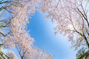 静岡県富士市岩本山公園の桜