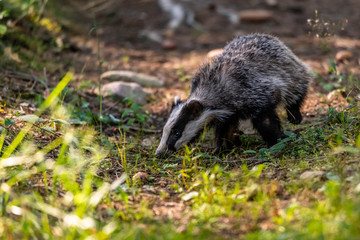 The Forest Badger (Meles Meles) in its typical drenching. The badger is a beast of the weasel family.