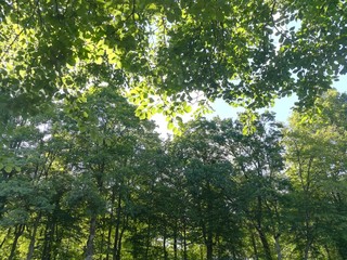 Serenity of sunny trees