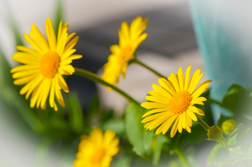 
bright yellow daisy flowers